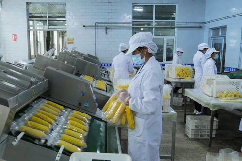 第十八屆中國(guó)國(guó)際農(nóng)產(chǎn)品交易會(huì) 北墾匠心 第二季 龍綠有機(jī)糯玉米